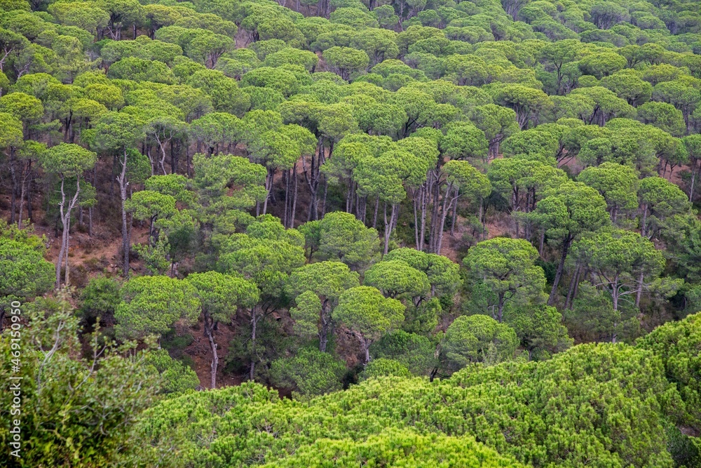 green pine woodland on a Mediterranean hill in Lebanon