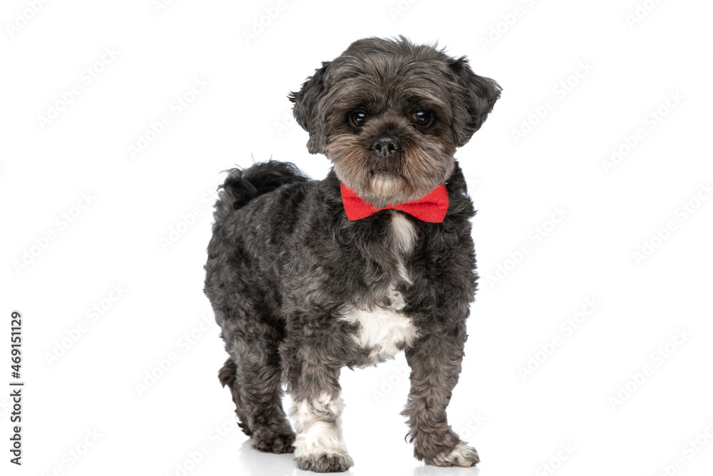 adorable black dog looking at the camera adorable black dog looking at the camera