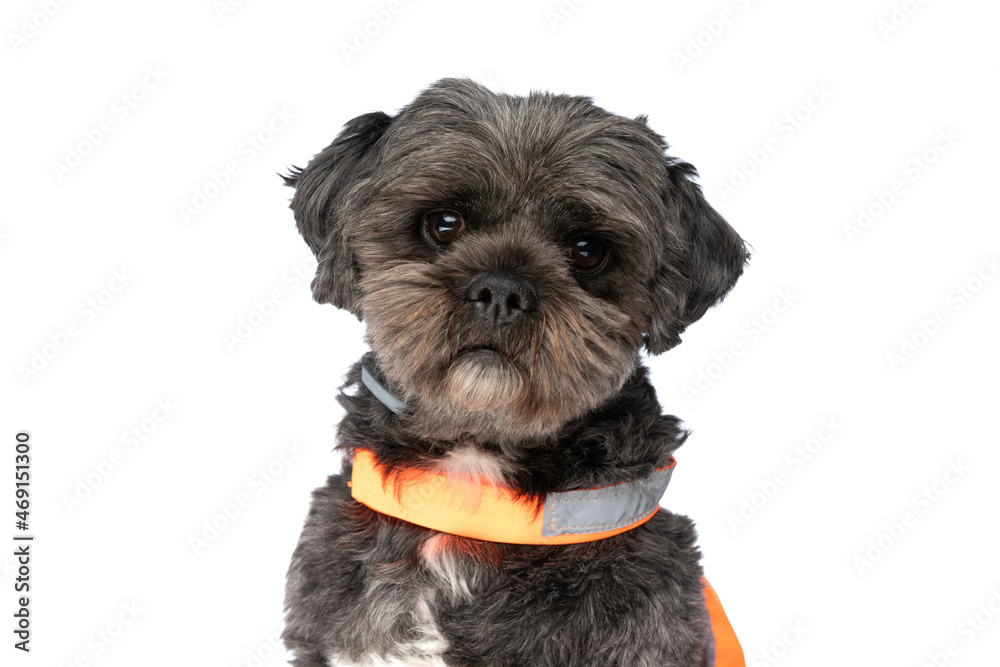 sweet metis dog wearing a reflective vest