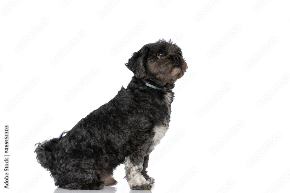 little black dog feeling eager, wearing a leash