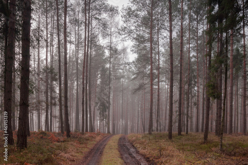 poranny spacer w lesie © Konrad