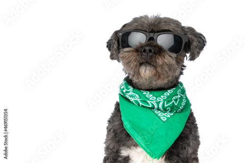 cool black dog wearing sunglasses and a green bandana