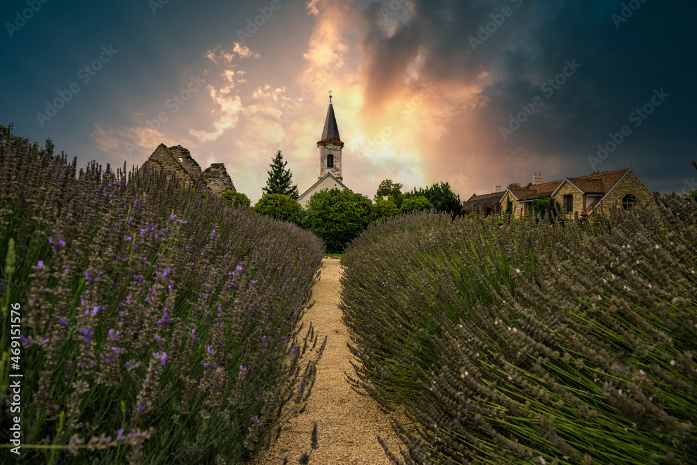 Church in Hungary Lavender Field. The church stands at Lake Balaton in Somogyvamo's sunset