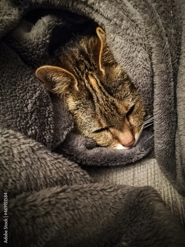 Sleeping cat in the grey warm plaid