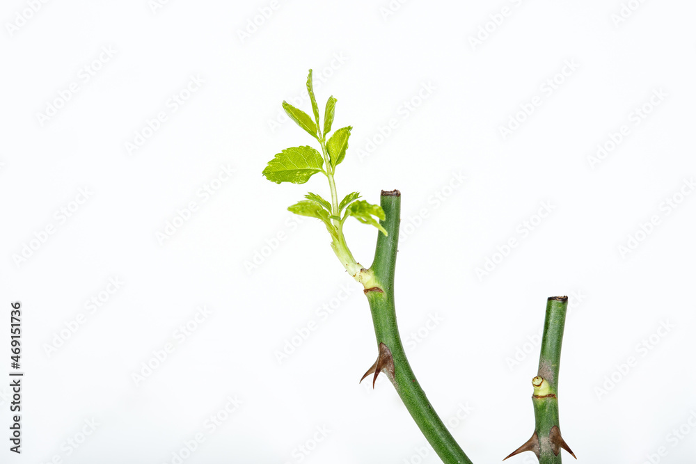Fototapeta premium part of the stem roses with thorns isolated on white background