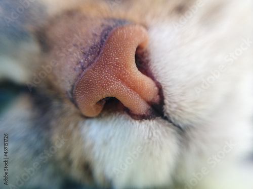 Noise of cat in macrophotography