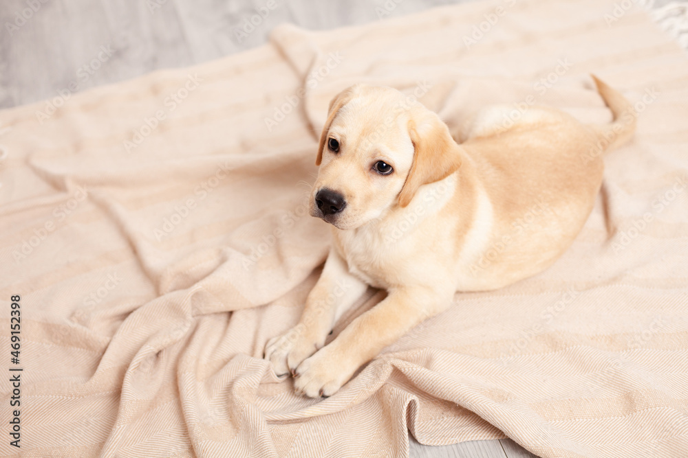 Cute Labrador puppy lies on the floor under the blanket of the house. Pet. Dog. Cute Labrador puppy lies on the floor under the blanket of the house. Pet. Dog.