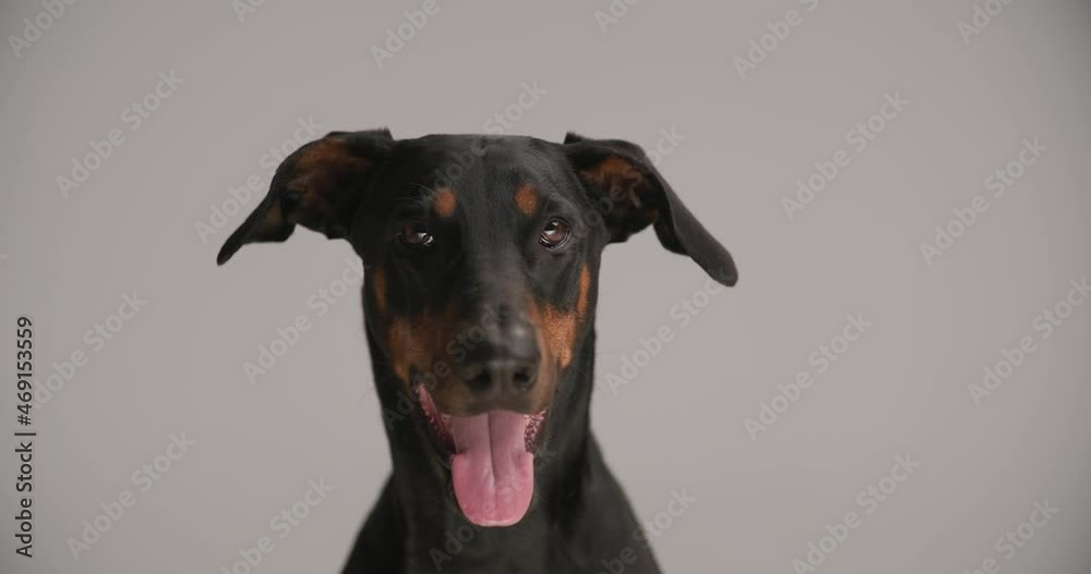 adorable dobermann pup sticking out tongue, looking up and panting while sitting on grey background in studio adorable dobermann pup sticking out tongue, looking up and panting while sitting on grey background in studio