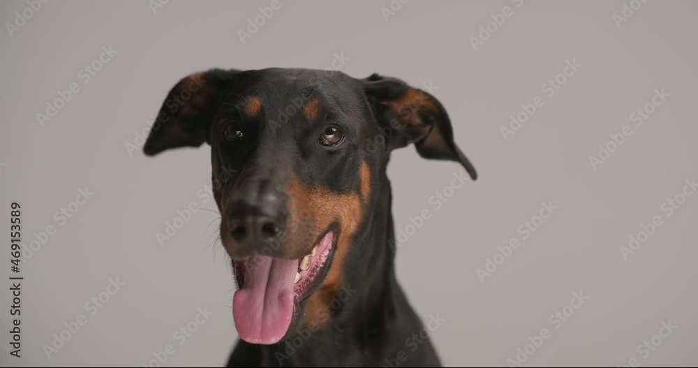cute and happy dobermann dog sticking out tongue, panting, moving head and sitting on grey background in studio cute and happy dobermann dog sticking out tongue, panting, moving head and sitting on grey background in studio