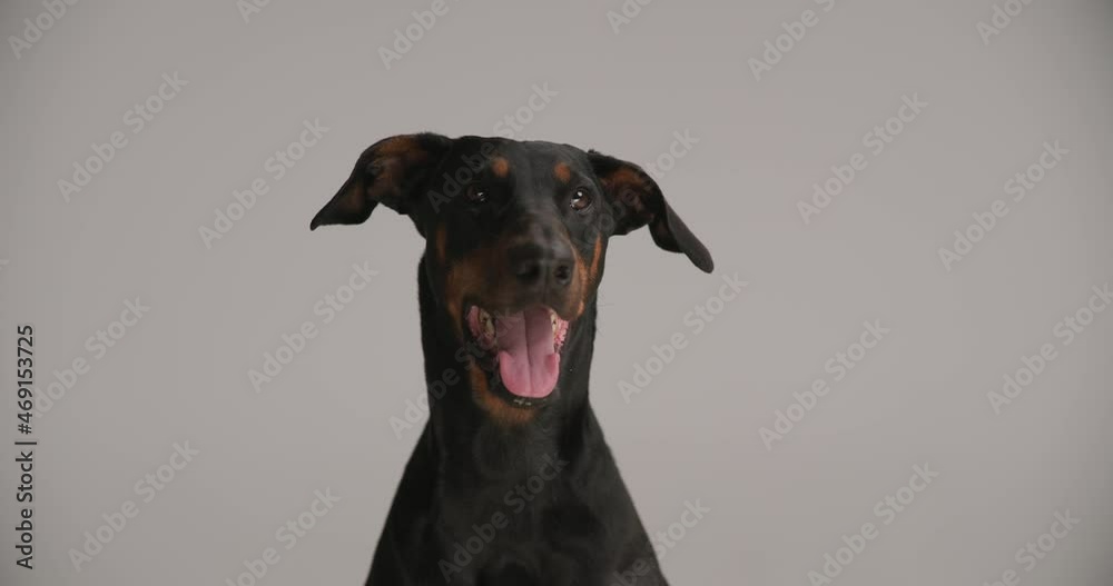 seated lovely dobermann dog looking up, panting and sticking out tongue, being curious and eager while sitting on grey background seated lovely dobermann dog looking up, panting and sticking out tongue, being curious and eager while sitting on grey background