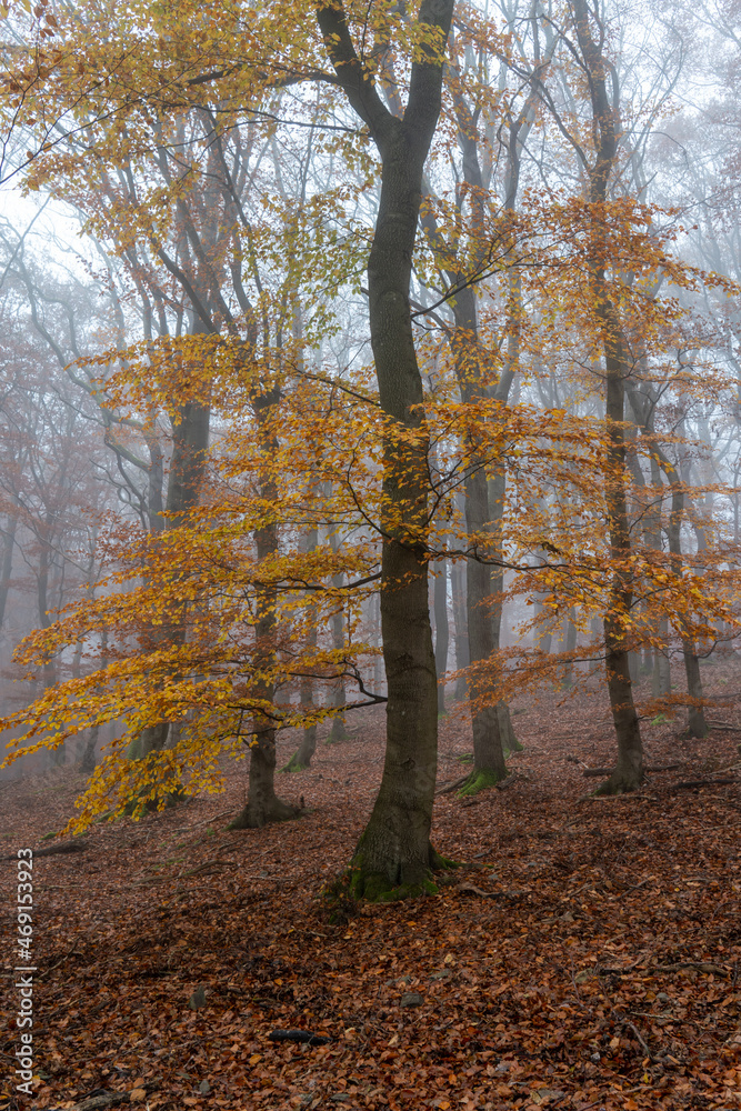 Buchenwald im herbstlichen Nebel