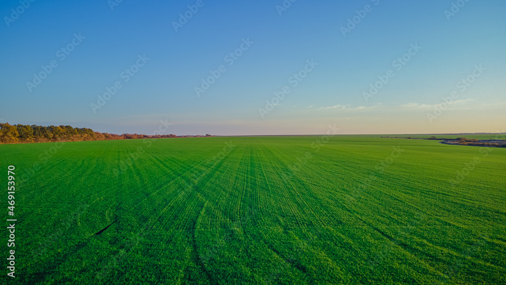 green sown fields in autumn in Russia