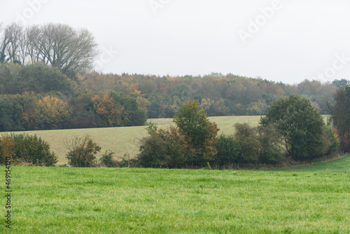 Trees, meadows and farmland at the Flemish countryside photo