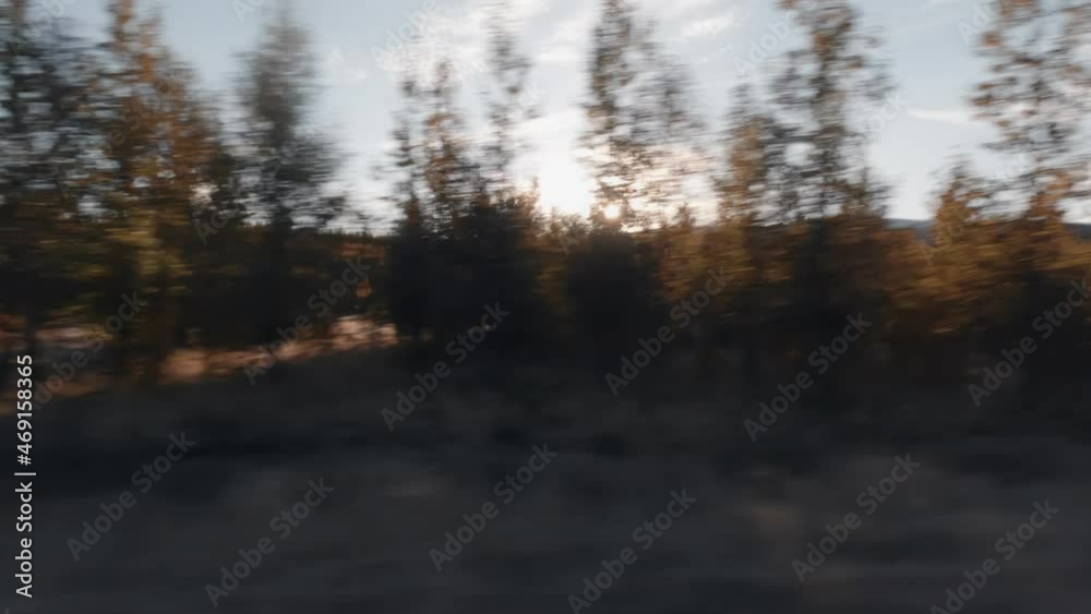 Profile view of tree forest with sun in the background, loopable