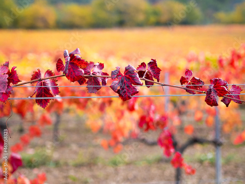 Automne en Provence
