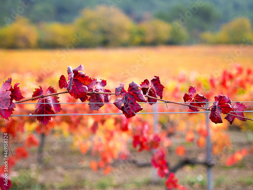 Automne en Provence