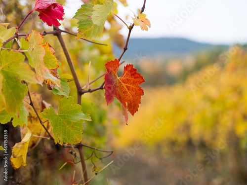 Automne en Provence