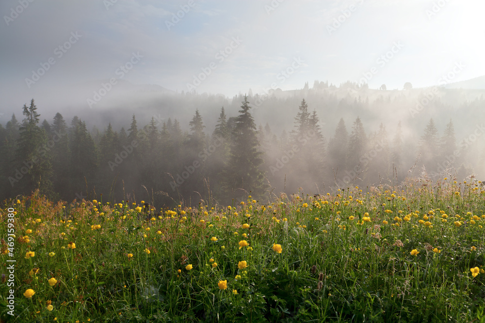 Obraz premium Mountain meadow with yellow flowers on a foggy morning, mountains on the horizon. Ukraine, Carpathians.