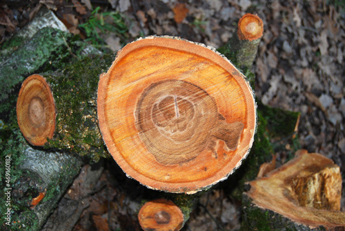 A cut of a sawn birch, a felled tree, a tree stump in the forest.