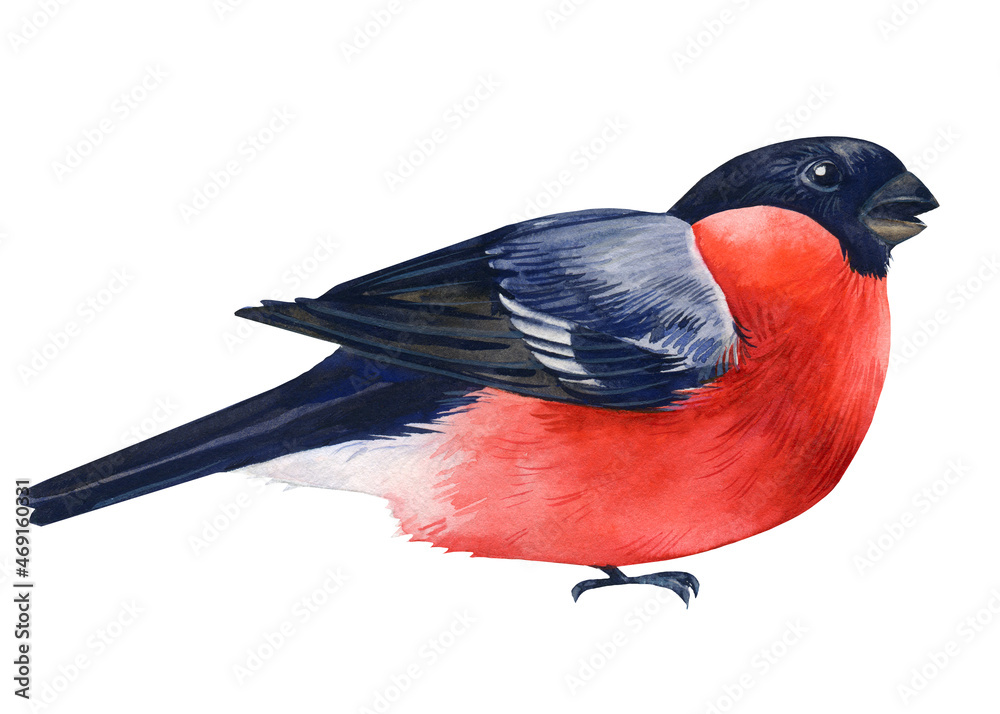 Watercolor bullfinch on a white background. Red bird Watercolor bullfinch on a white background. Red bird