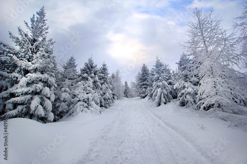 Zimowe drzewa leśne choinki , zimowy krajobraz