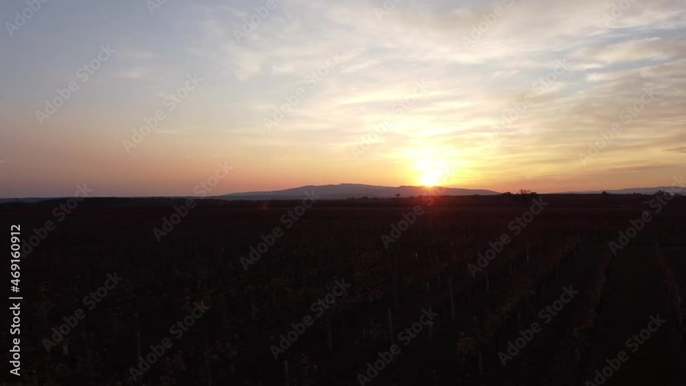 Drone Shot Above Fields of vineyard at Sunset Drone Shot Above Fields of vineyard at Sunset