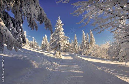 Paesaggio invernale,  alberi nella neve photo