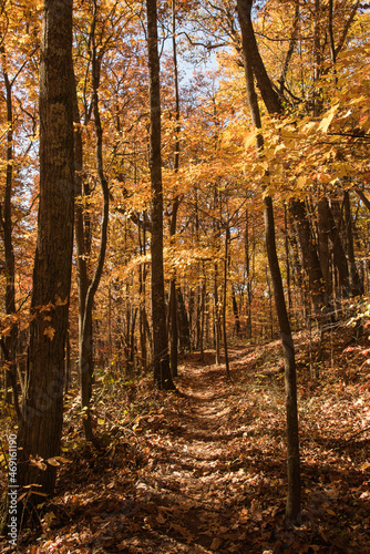 Peaceful footpath in a colorful autumn deciduous forest with vibrant yellows  oranges  and reds.