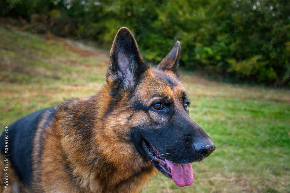 Close-up of the head of a German Shepherd dog with a relaxed gaze behind the photographer, mouth ajar, tongue half sticking out, pricked ears, black and wet nose and the background of grass and bushes