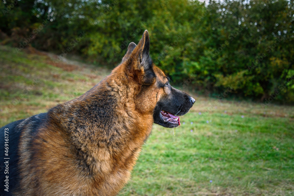Close-up of the head of a German Shepherd dog with a relaxed but attentive gaze towards the right of the image, torso turned in the direction in which it is looking, mouth ajar, tongue half out, ears 