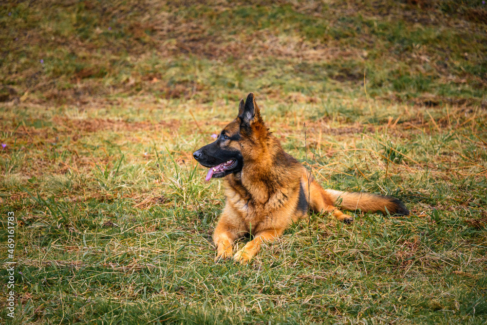 German grass dog lying in the grass, like a sphinx, facing the photo, with the head turned to the left looking out of the image, relaxed, observing, with the mouth ajar, the tongue sticking out and th German grass dog lying in the grass, like a sphinx, facing the photo, with the head turned to the left looking out of the image, relaxed, observing, with the mouth ajar, the tongue sticking out and th