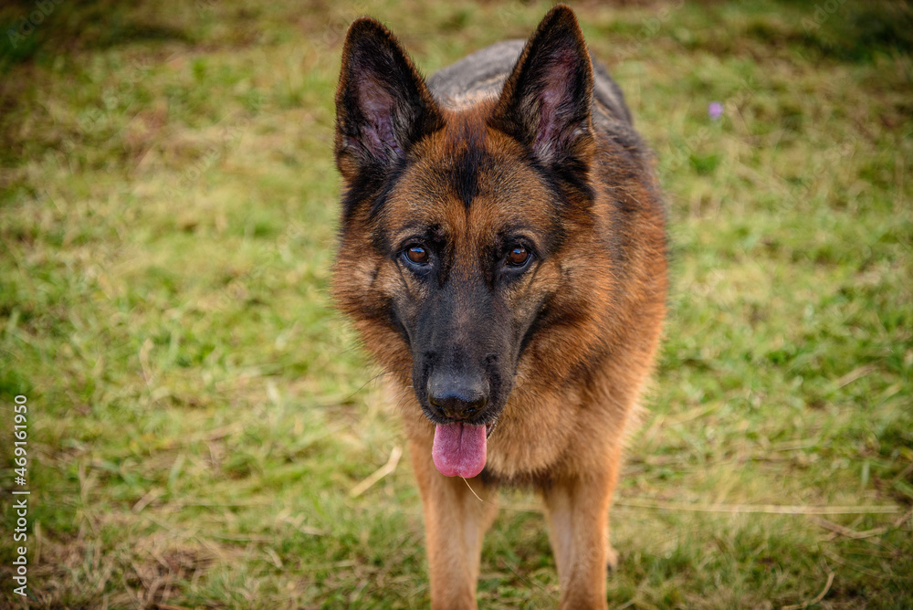 standing german shepherd dog staring straight into the camera, mouth ajar, tongue sticking out, ears pricked