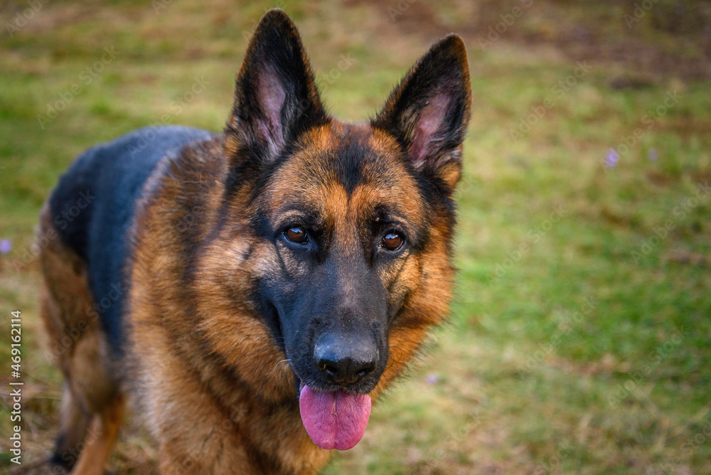 close-up photo of the head and the rest of the body of a standing German shepherd dog, looking relaxed at the camera, mouth ajar, tongue sticking out and ears pricked. In the background the unfocused 