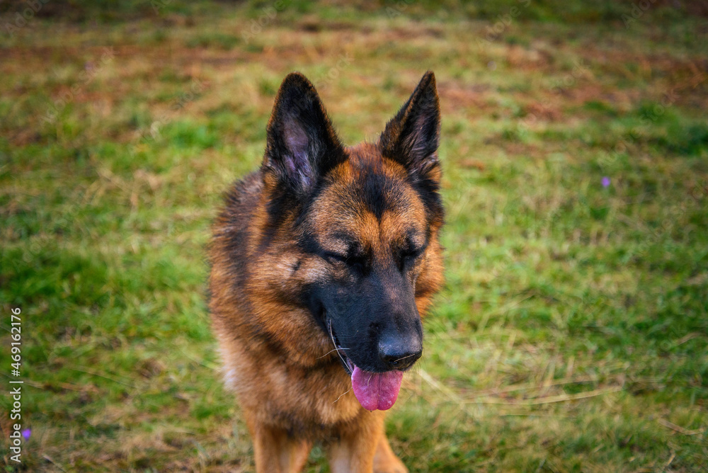 photo of the head, in the foreground, and the rest of the body of a standing German shepherd dog, with its eyes closed, as if not wanting to look, with its head raised. mouth ajar, tongue sticking out