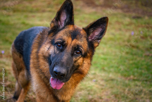 photo of the head, in the foreground, and the rest of the body of a standing German shepherd dog, looking attentively at the camera, with the head tilted to the right, listening to the orders of the p