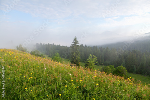 Summer moutain landscape  view of the foggy mountains from meadow with yellow flowers and lush green grass. Ukraine  carpathians.