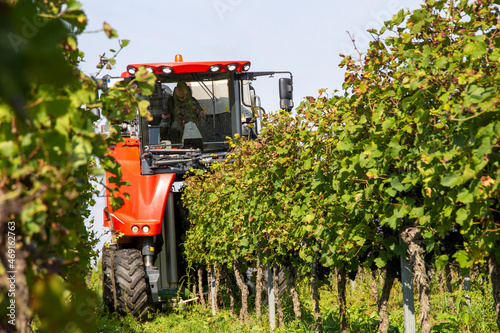 Grape harvest of red wine grapes