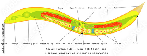 Ascaris Lumbricoides - Female. Internal anatomy of Ascaris Lumbricoides. The structure of the roundworm - Ascaris. Zoology. Animal morphology.  Parasitic roundworm. photo