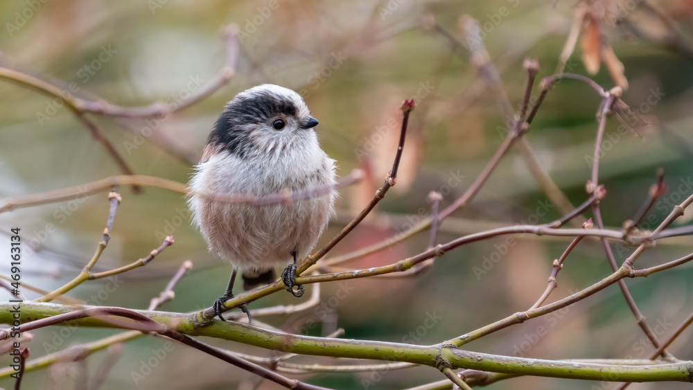 Cute long-tailed tit (Aegithalos caudatus) perching on a branch, profile view, in a UK garden Cute long-tailed tit (Aegithalos caudatus) perching on a branch, profile view, in a UK garden