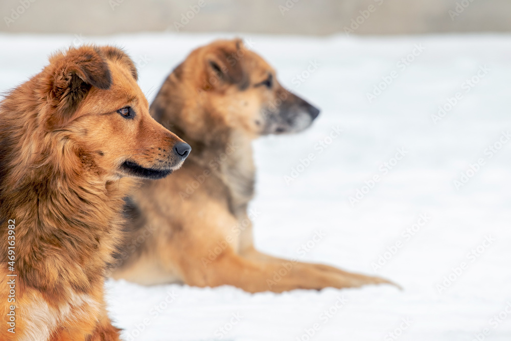 Two large brown dogs lie in the snow, dogs close up in profile in winter