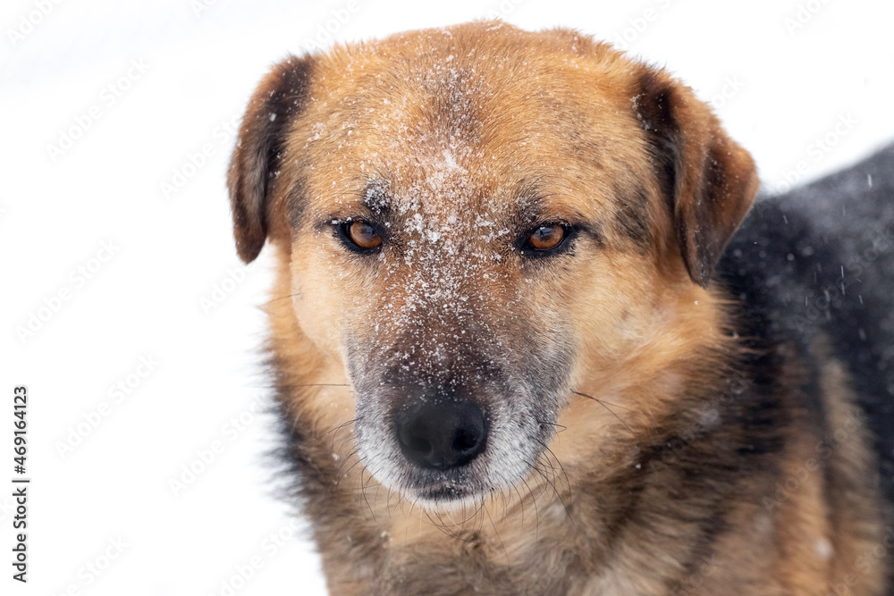 Large watch dog with a close look in the winter covered with snow, portrait of a dog Large watch dog with a close look in the winter covered with snow, portrait of a dog