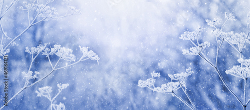 Winter Christmas and New Year background with snow-covered plants during a snowfall