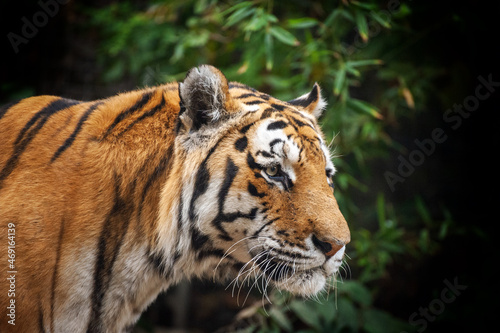 Bengal Tiger in forest .