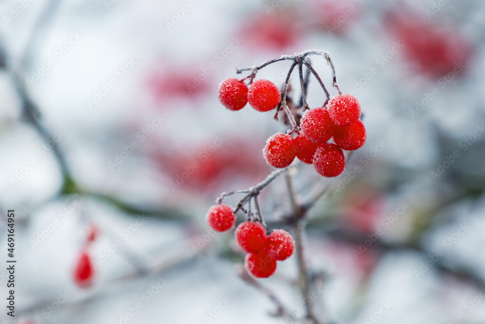Viburnum bush with frost-covered red berries and branches Viburnum bush with frost-covered red berries and branches
