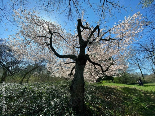 Cherry blossoms