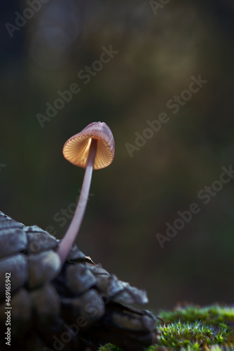 mycena seymii