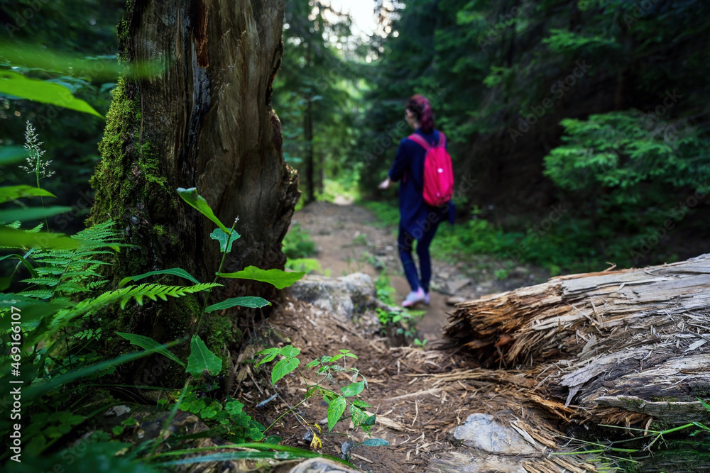 Trees and rocks on a hiking trail against out of blur woman with backpack during trekking in the mountains Trees and rocks on a hiking trail against out of blur woman with backpack during trekking in the mountains