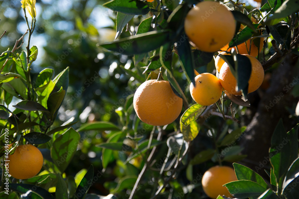 Naranjas ecológicas en los naranjos.