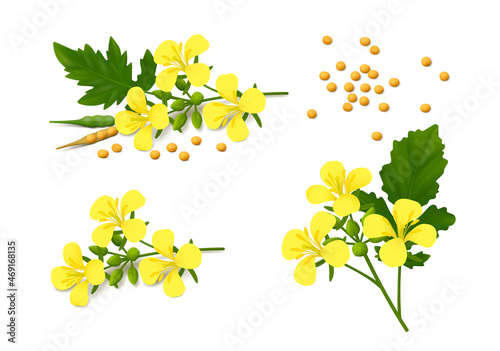 Three sprigs of flowering mustard plant (Brassica alba) with yellow flowers, leaves, pods and seeds isolated on white background. Realistic vector illustration