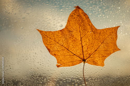 autumn maple leaf on the window